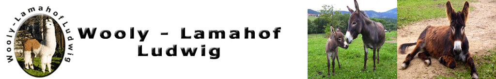Wooly Lamahof Ludwig