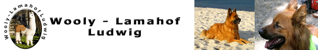 Wooly Lamahof Ludwig