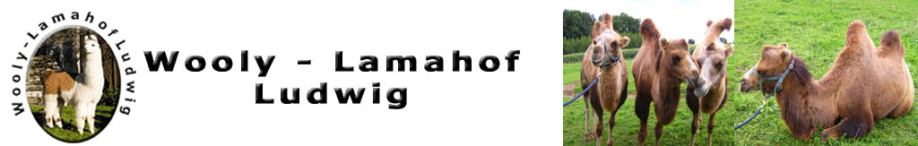Wooly Lamahof Ludwig