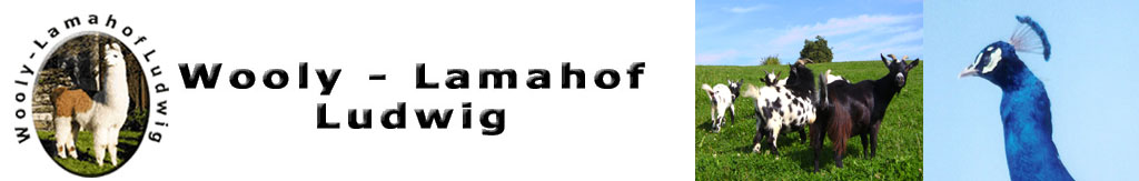 Wooly Lamahof Ludwig