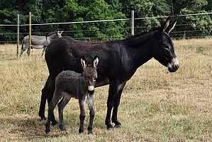 Schwarze Eselstute mit dunkelgrauem Fohlen auf trockener Wiese