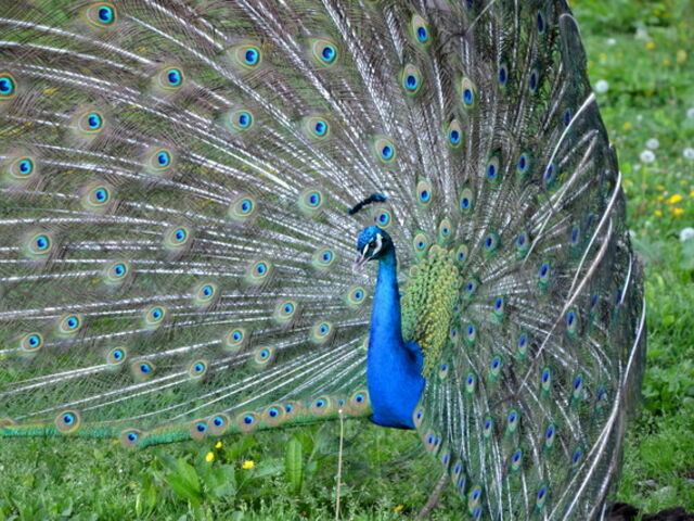 Blauer Pfau schlägt ein Rad