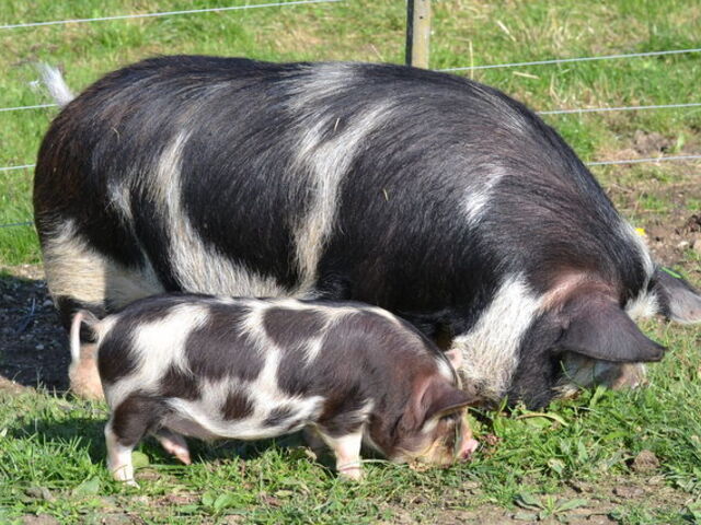 Gescheckte Kune-Kune-Sau mit Ferkel auf der Wiese