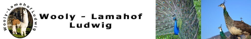 Wooly Lamahof Ludwig – zur Startseite